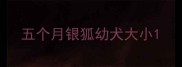 五个月银狐幼犬大小