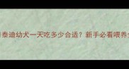 两个月泰迪幼犬一天吃多少合适新手必看喂养全攻略