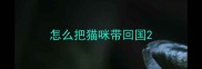 怎么把猫咪带回国