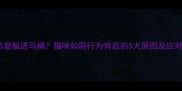 猫咪总爱躲进马桶猫咪如厕行为背后的5大原因及应对妙招