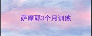 萨摩耶3个月训练