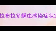 拉布拉多螨虫感染症状