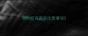 狗狗打育苗前注意事项