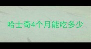 哈士奇4个月能吃多少
