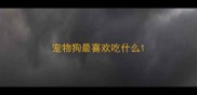 宠物狗最喜欢吃什么
