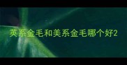 英系金毛和美系金毛哪个好