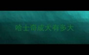 哈士奇成犬有多大