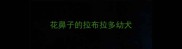 花鼻子的拉布拉多幼犬