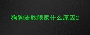 狗狗流脓眼屎什么原因