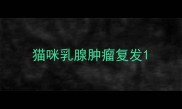 猫咪乳腺肿瘤复发