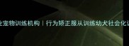 西安专业宠物训练机构行为矫正服从训练幼犬社会化训练全攻略