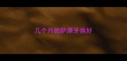 几个月的萨摩牙换好