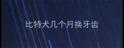 比特犬几个月换牙齿