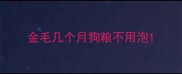 金毛几个月狗粮不用泡