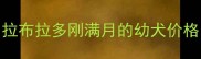 拉布拉多刚满月的幼犬价格