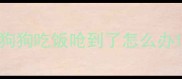 狗狗吃饭呛到了怎么办