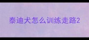 泰迪犬怎么训练走路