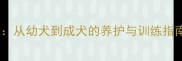 拉布拉多训练全攻略从幼犬到成犬的养护与训练指南附20张对比图