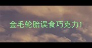 金毛轮胎误食巧克力