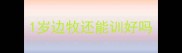 1岁边牧还能训好吗