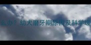 拉布拉多犬晚上磨牙怎么办幼犬磨牙期原因及科学缓解方法附护理指南