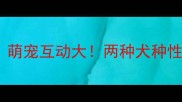 拉布拉多VS金毛萌宠互动大两种犬种性格差异与相处指南