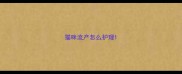 猫咪流产怎么护理