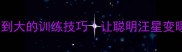 边境牧羊犬从小到大的训练技巧让聪明汪星变暖男的黄金期攻略