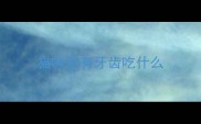 猫咪没有牙齿吃什么