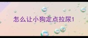 怎么让小狗定点拉尿