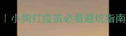 疫苗副作用全攻略小狗打疫苗必看避坑指南附科学防护方案