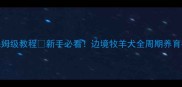 边牧幼犬喂养保姆级教程新手必看边境牧羊犬全周期养育指南0-1岁