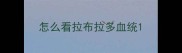 怎么看拉布拉多血统