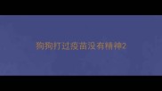 狗狗打过疫苗没有精神