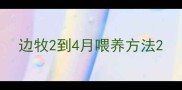 边牧2到4月喂养方法