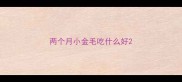 两个月小金毛吃什么好