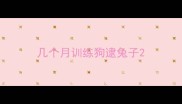 几个月训练狗逮兔子