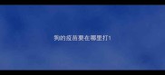 狗的疫苗要在哪里打