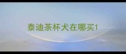 泰迪茶杯犬在哪买