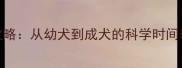 边牧驱虫全攻略从幼犬到成犬的科学时间表与注意事项
