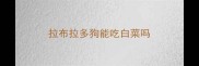 拉布拉多狗能吃白菜吗