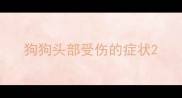 狗狗头部受伤的症状