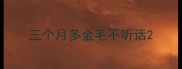 三个月多金毛不听话