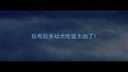 拉布拉多幼犬吃饭太凶了