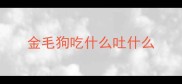 金毛狗吃什么吐什么