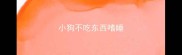 小狗不吃东西嗜睡