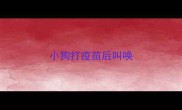 小狗打疫苗后叫唤
