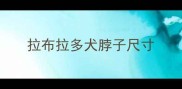 拉布拉多犬脖子尺寸