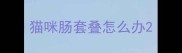 猫咪肠套叠怎么办