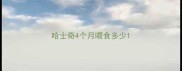 哈士奇4个月喂食多少